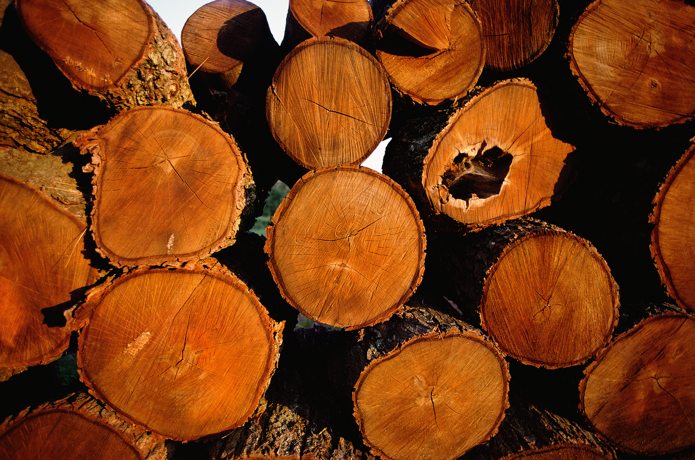 Officials: Maine loggers should apply for COVID-19 aid soon