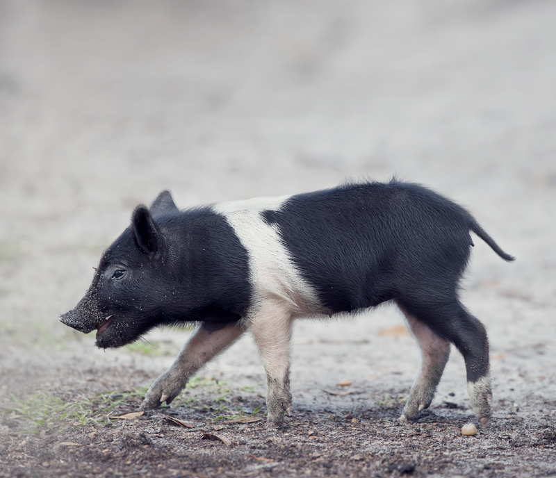Maine Police Ask Residents to Keep Eye Out for Feral Pigs
