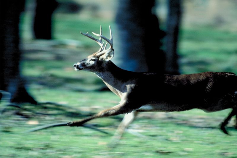 Maine’s Big Fall Hunting Seasons Ending for the Year