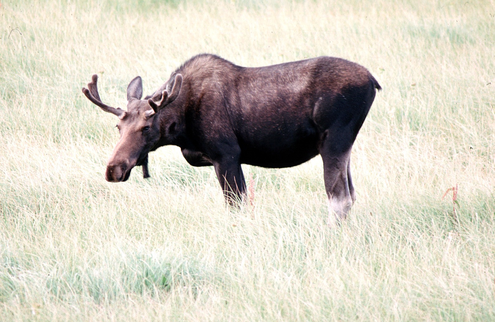 Maine’s moose hunters not having much luck this fall