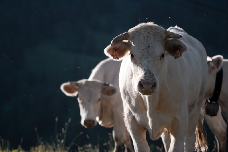 Maine farmer who sounded PFAS alarm says feds denied him aid