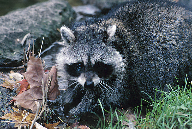 Maine fights wildlife rabies with clever bait