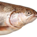 Historic Sale of Dams Opens Salmon Return to Kennebec River