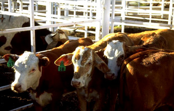 Maine adds to slaughtering capacity to ease meat bottleneck