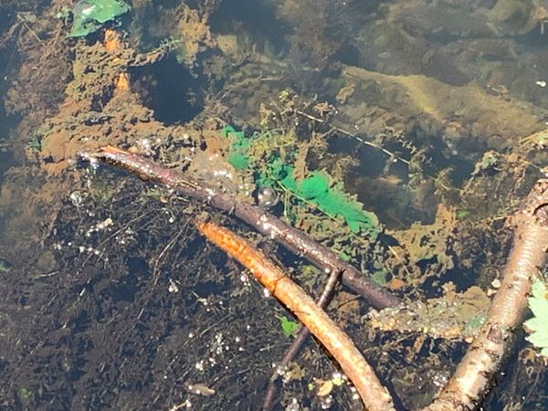Toxic algae likely caused by dog poop, experts say