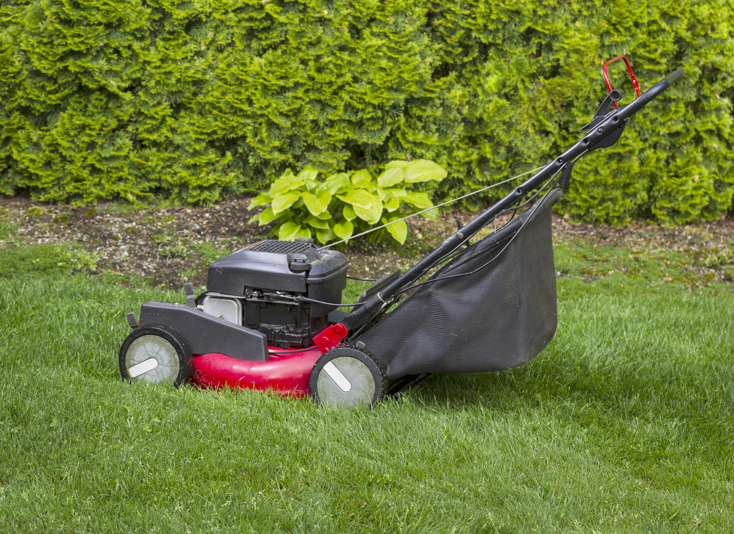 Fungal disease causes some lawns to turn black in Maine
