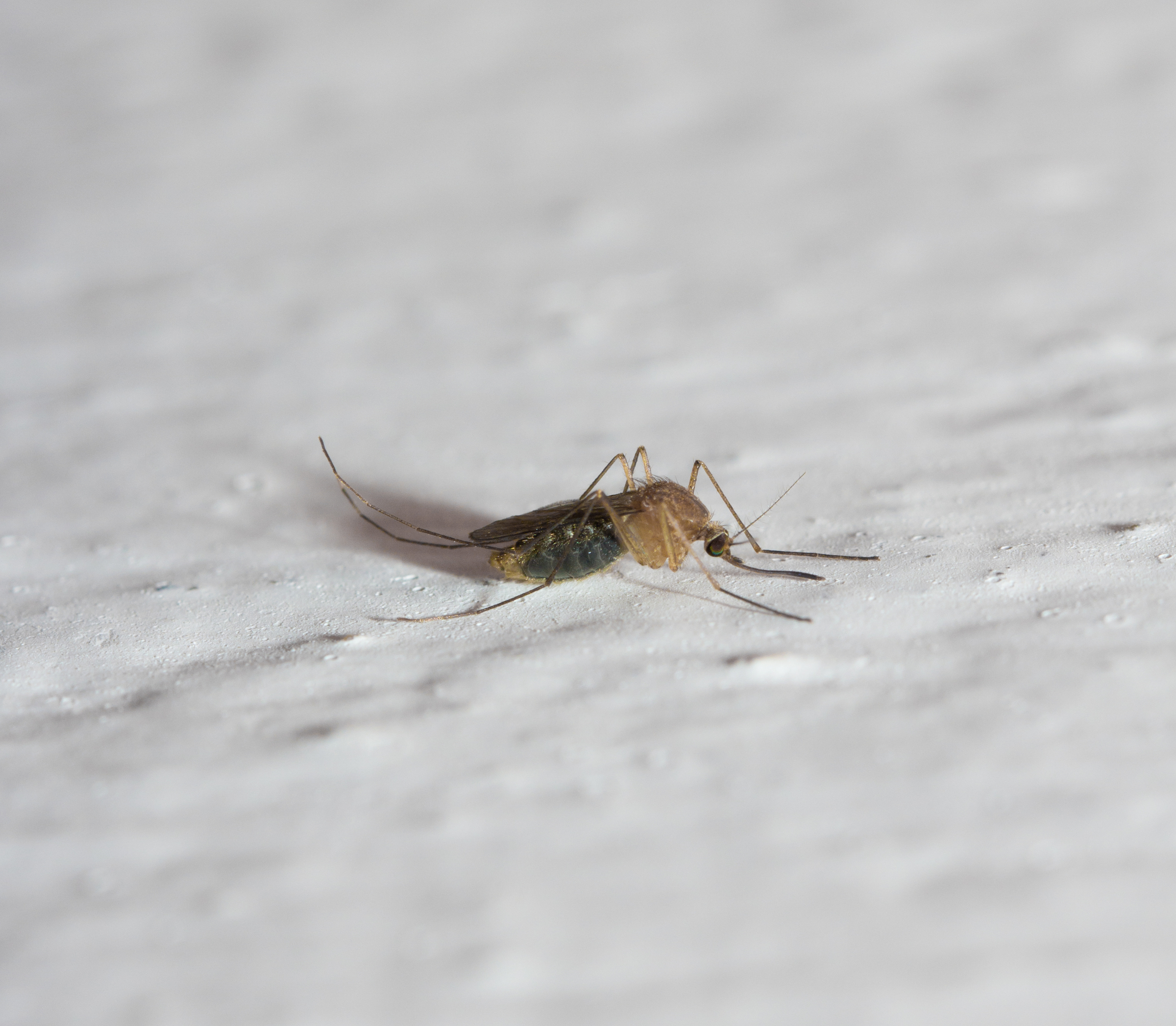 Mosquitoes plentiful in Maine, where state urges precautions
