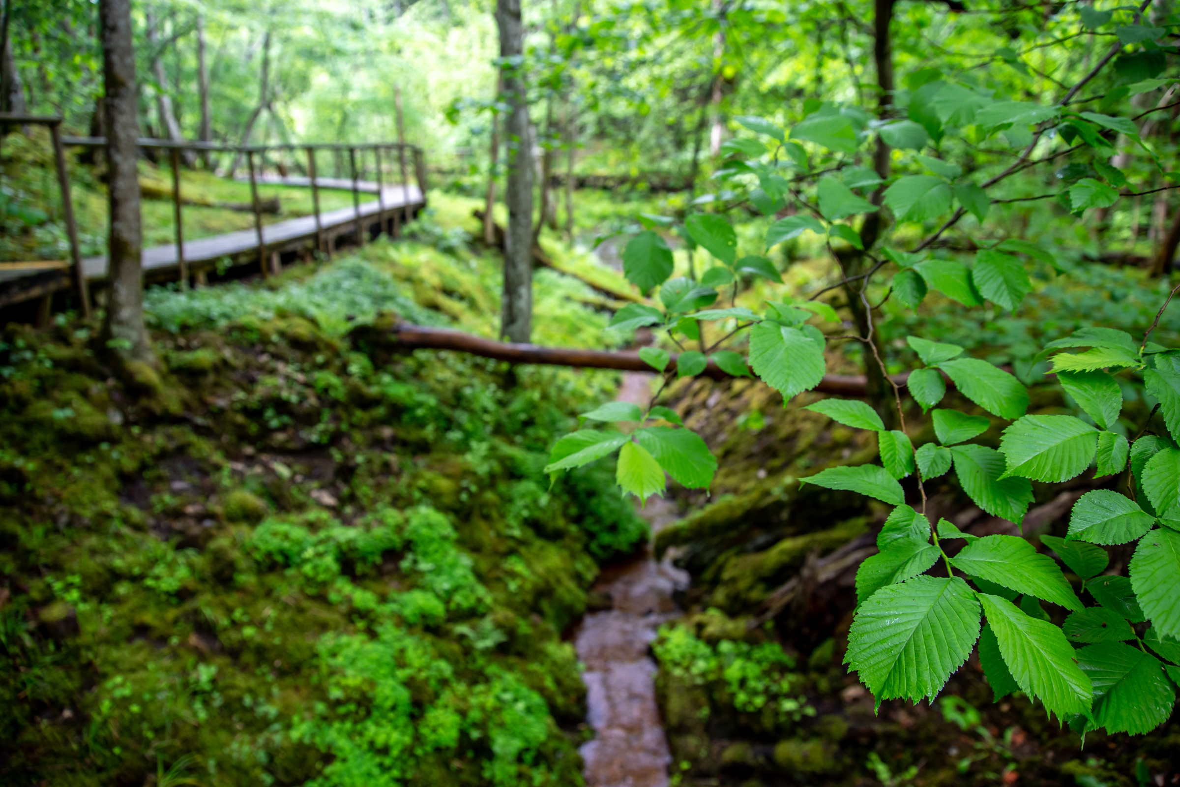 Beech leaf disease added to Maine’s invasive species list