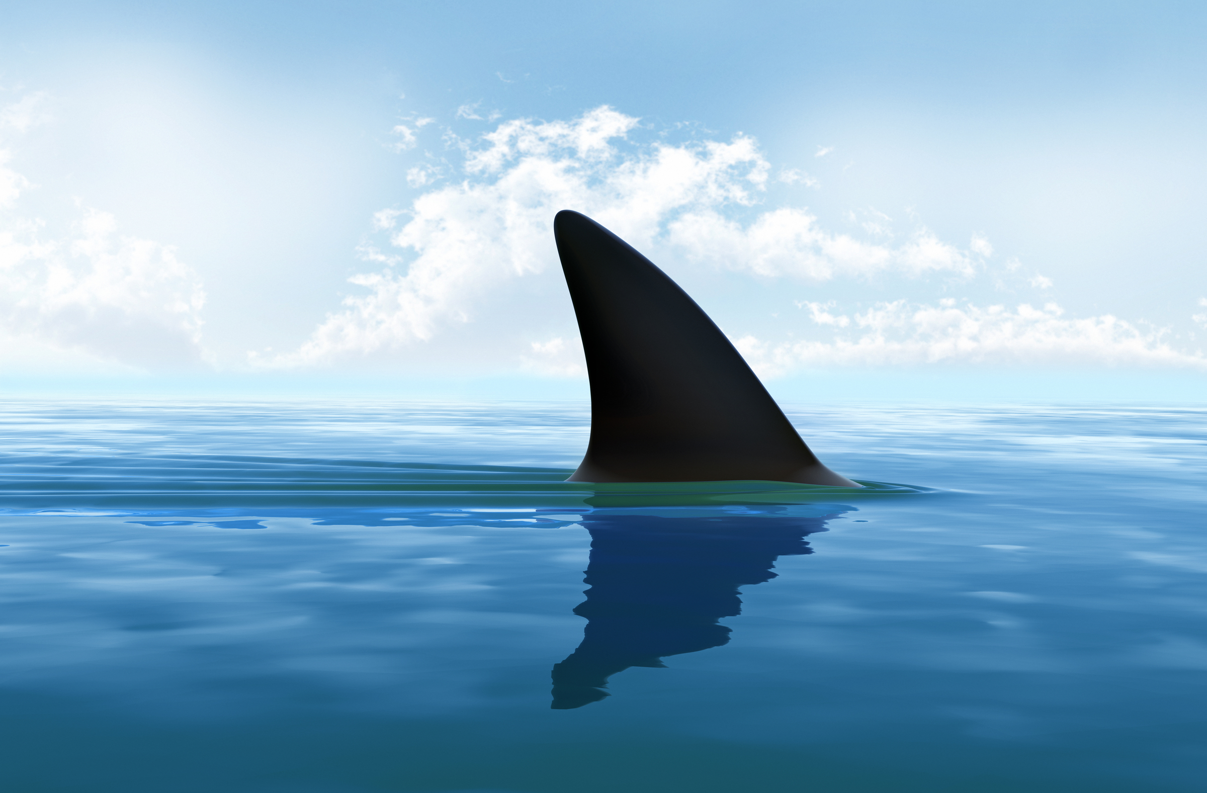 Maine will have shark warning after fatal attack last year