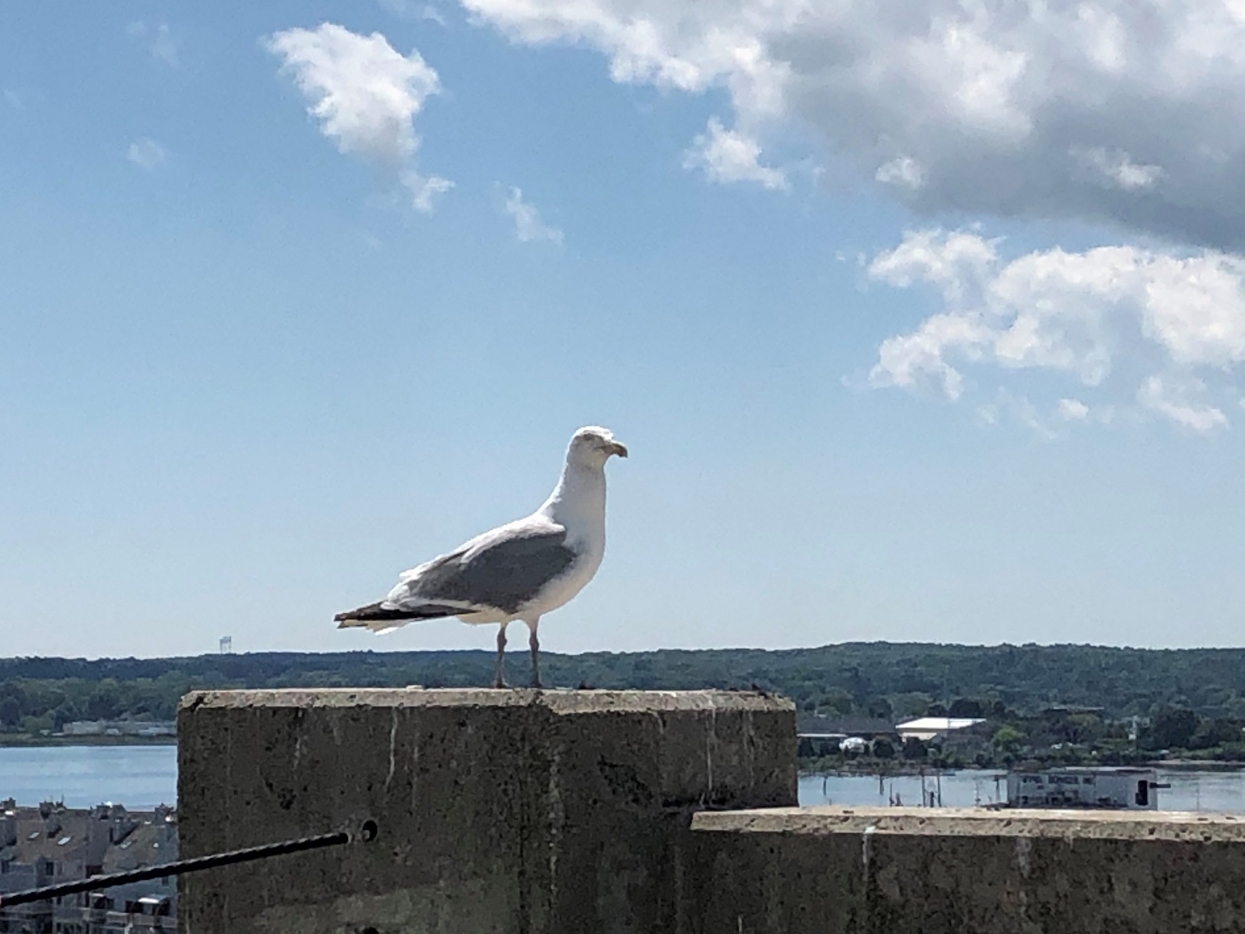 Gull Dies After Days Stuck on Tower Spire Atop Victoria Mansion in Portland Gull Dies After Days Stuck on Tower Spire Atop Victoria Mansion in Portland