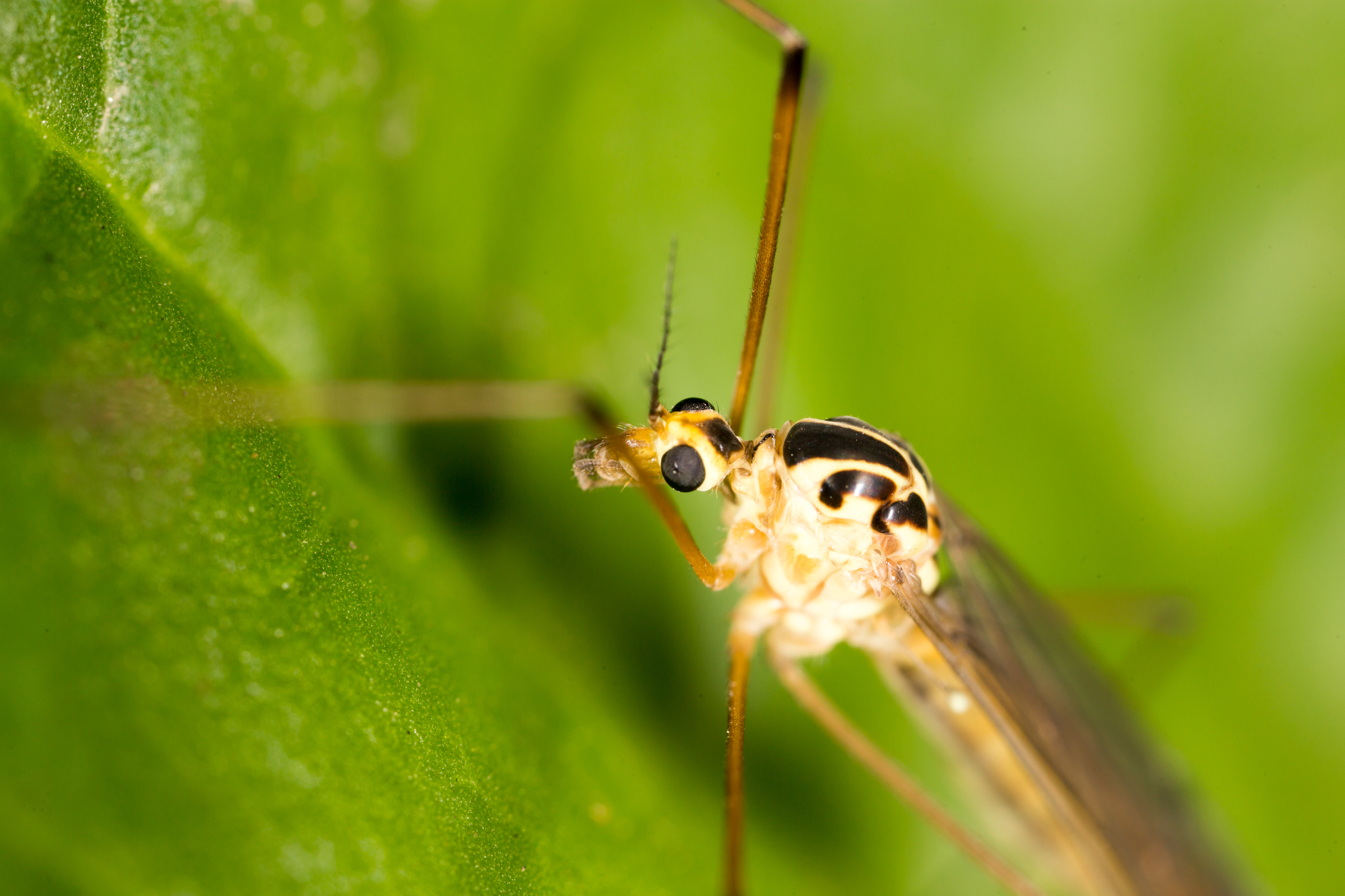 Maine health officials report first case of Eastern Equine Encephalitis this year