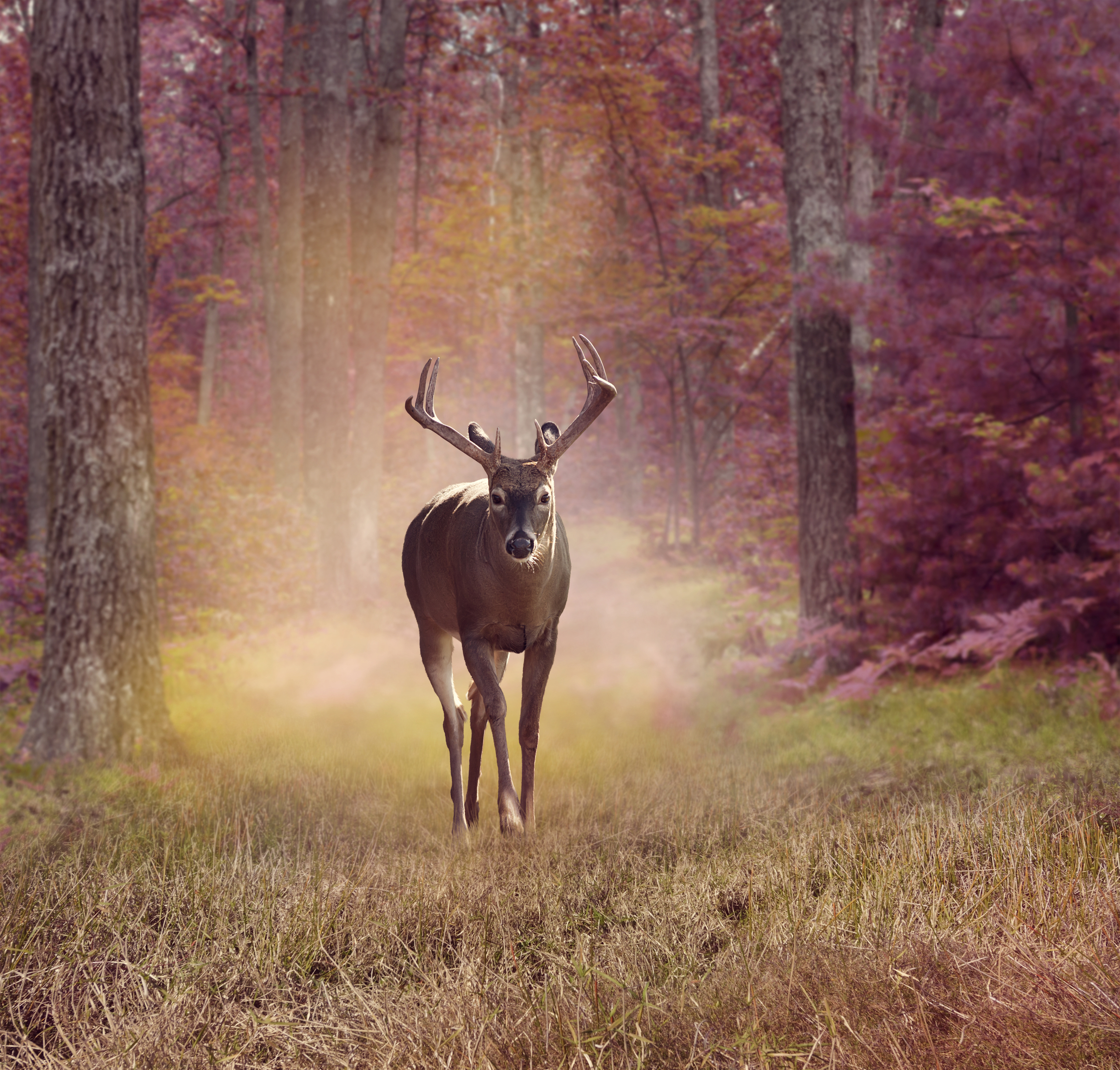 Final days of the year for Maine’s fall hunts