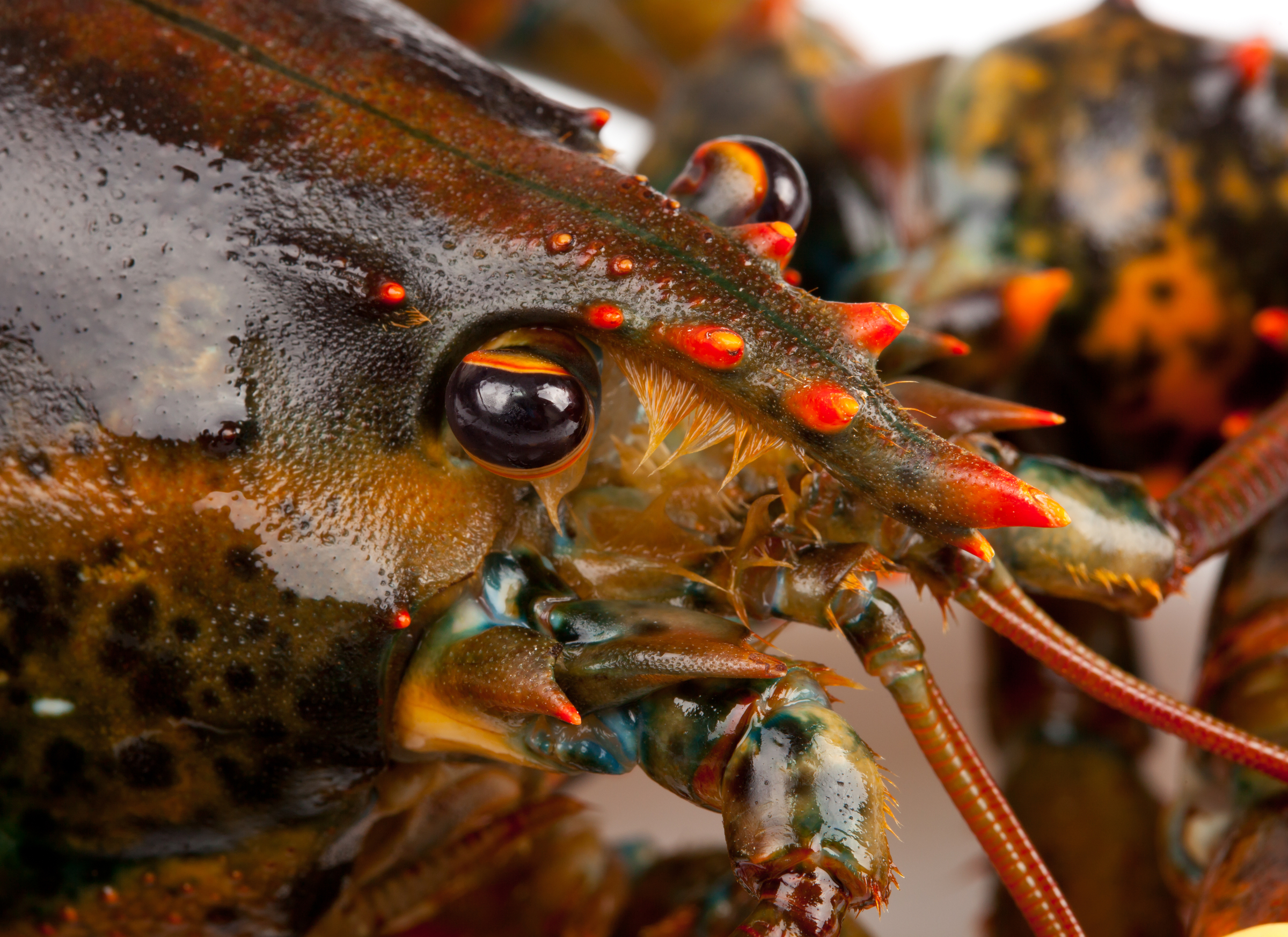 Whole Foods to stop selling lobster from Gulf of Maine