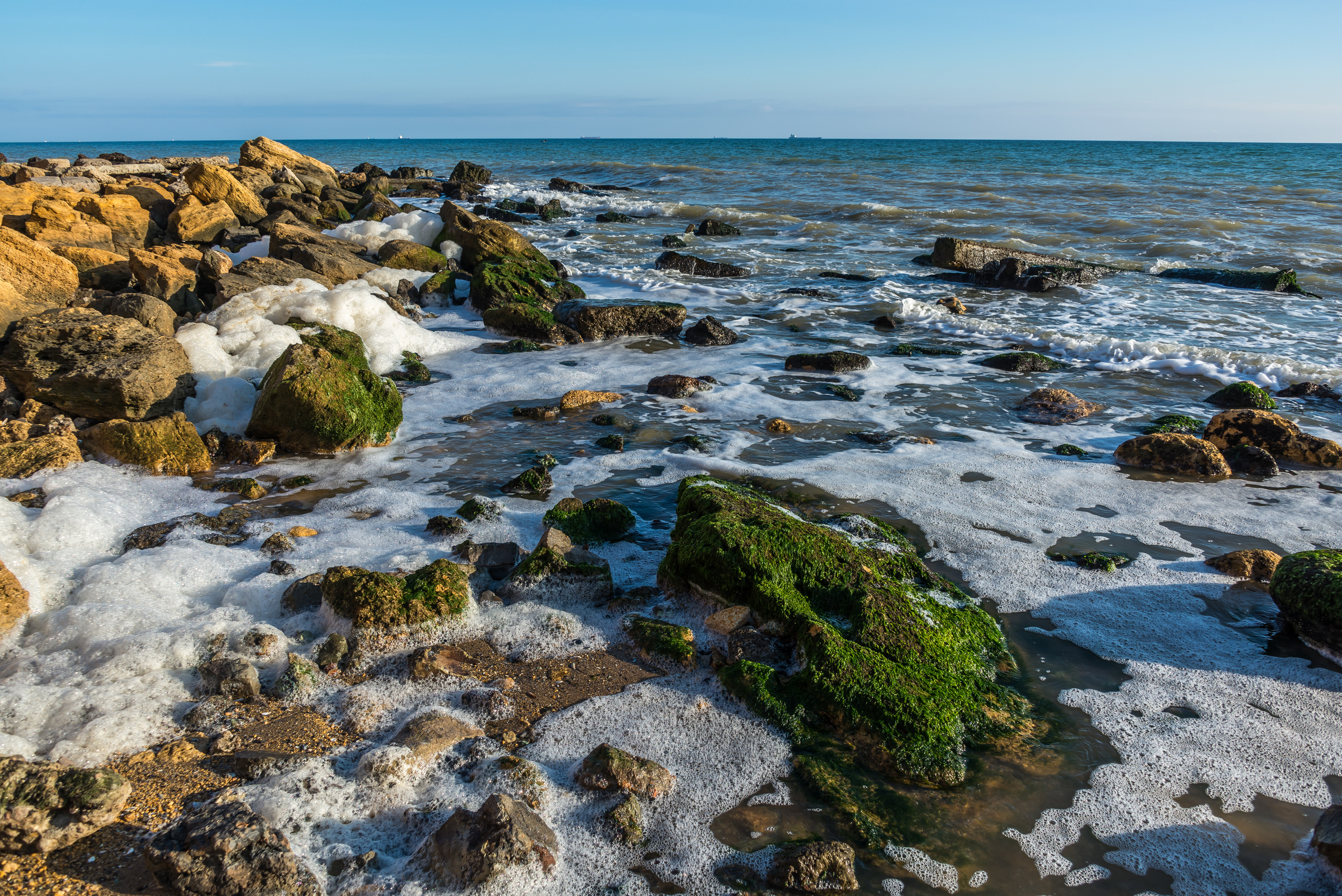 Bigelow Laboratory developing test to find toxins in mussels