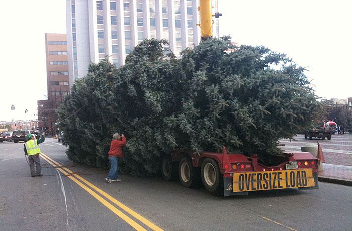 Search on for Portland’s annual holiday tree
