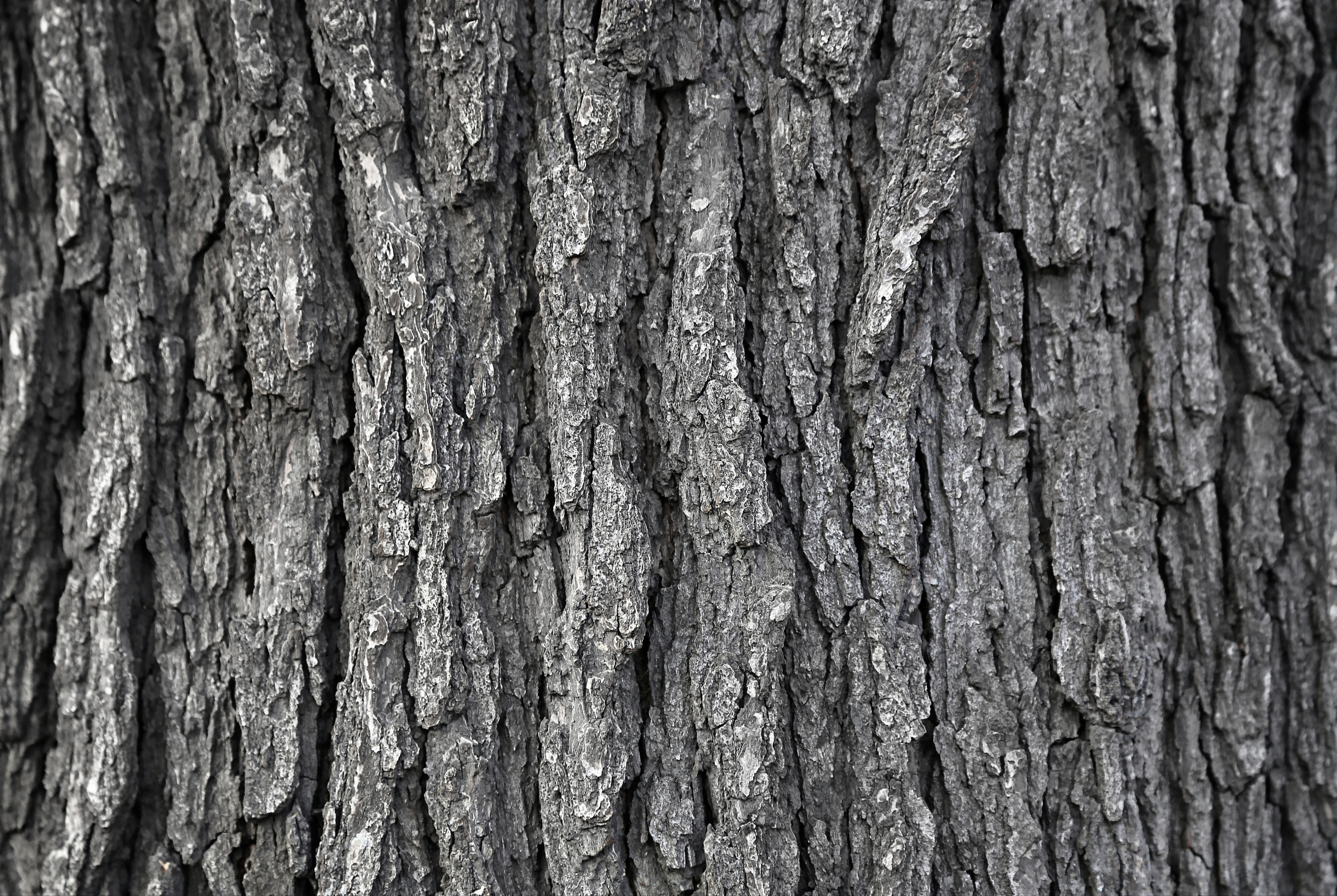 Maine forestry officials locate trees suspected of harboring an invasive pest