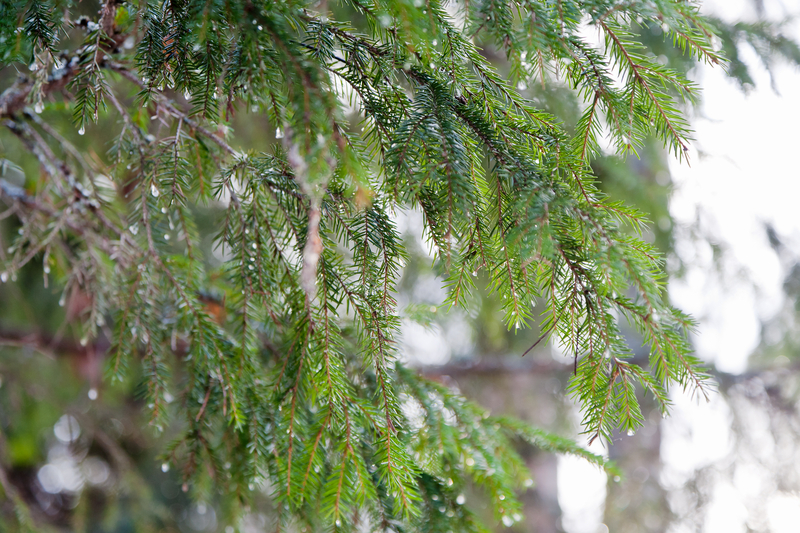 Flooding in central Maine after rain, warm temperatures, melting snow