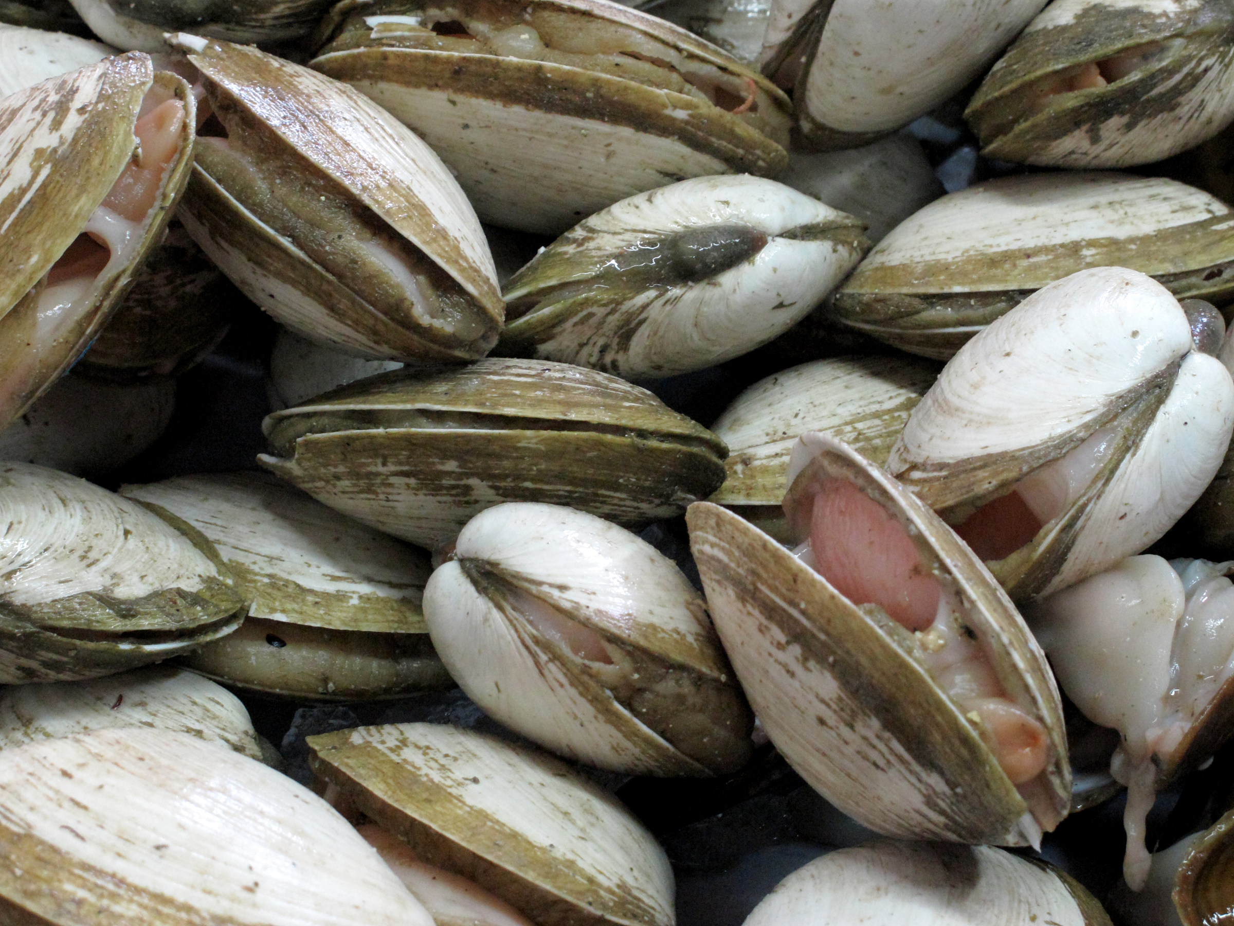 Maine produces lowest haul of clams in more than 90 years