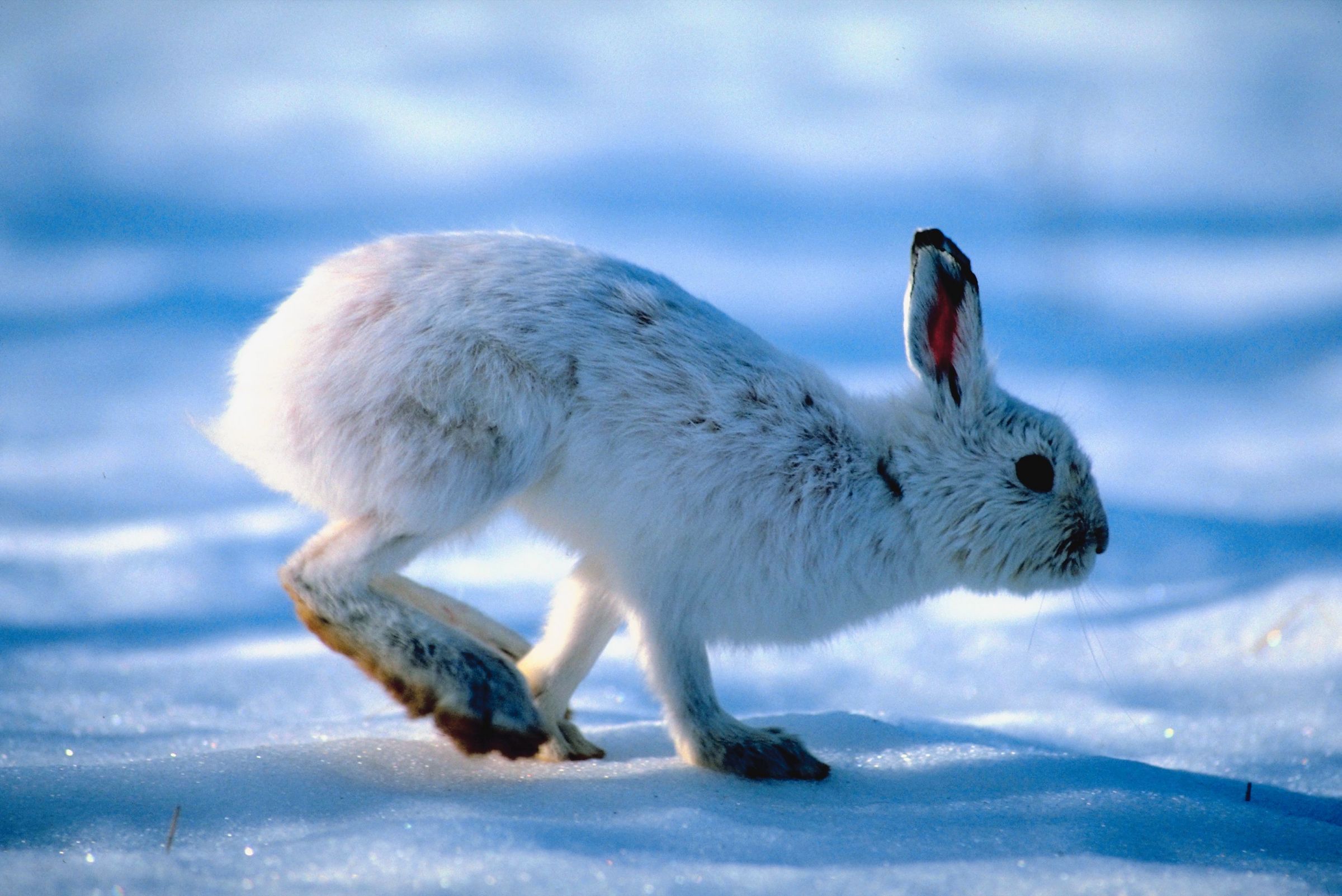 Maine’s small winter game seasons end this month