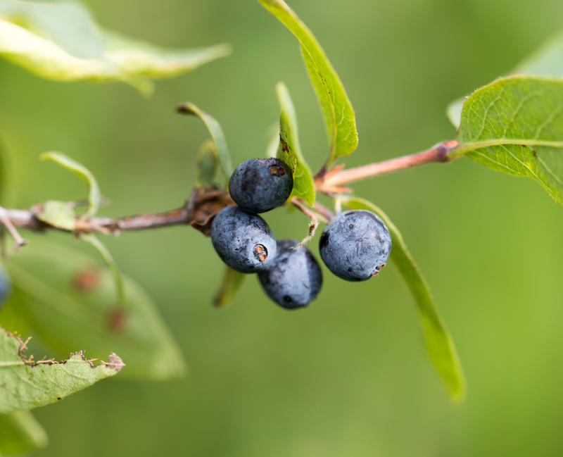 Lawmakers want to restore native plants at National Parks