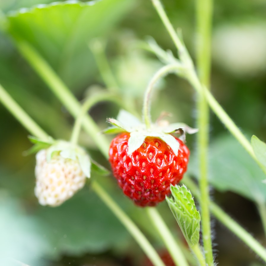 Maine berry farmers say warm weather helped usher in early strawberry season