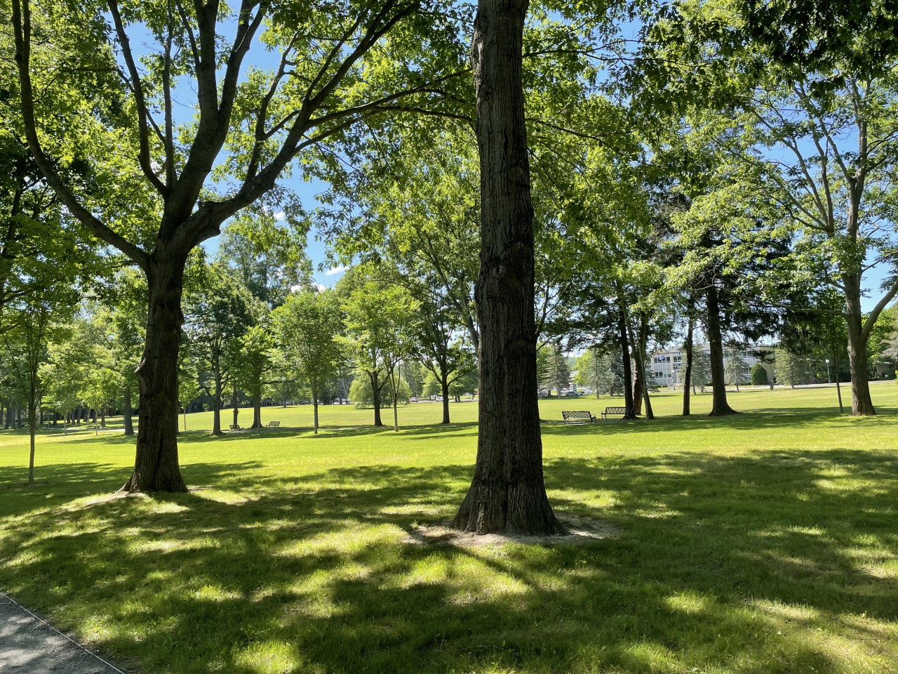 Portland residents report high numbers of needles left in parks