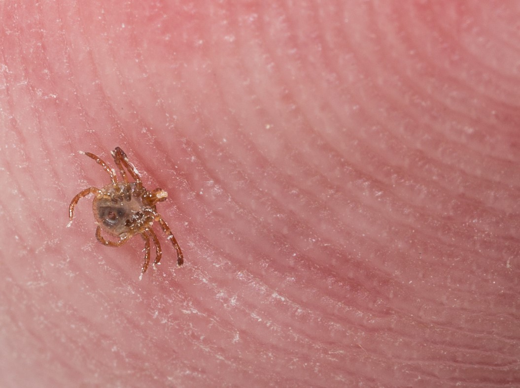 Mainers to participate in Lyme disease vaccine trial