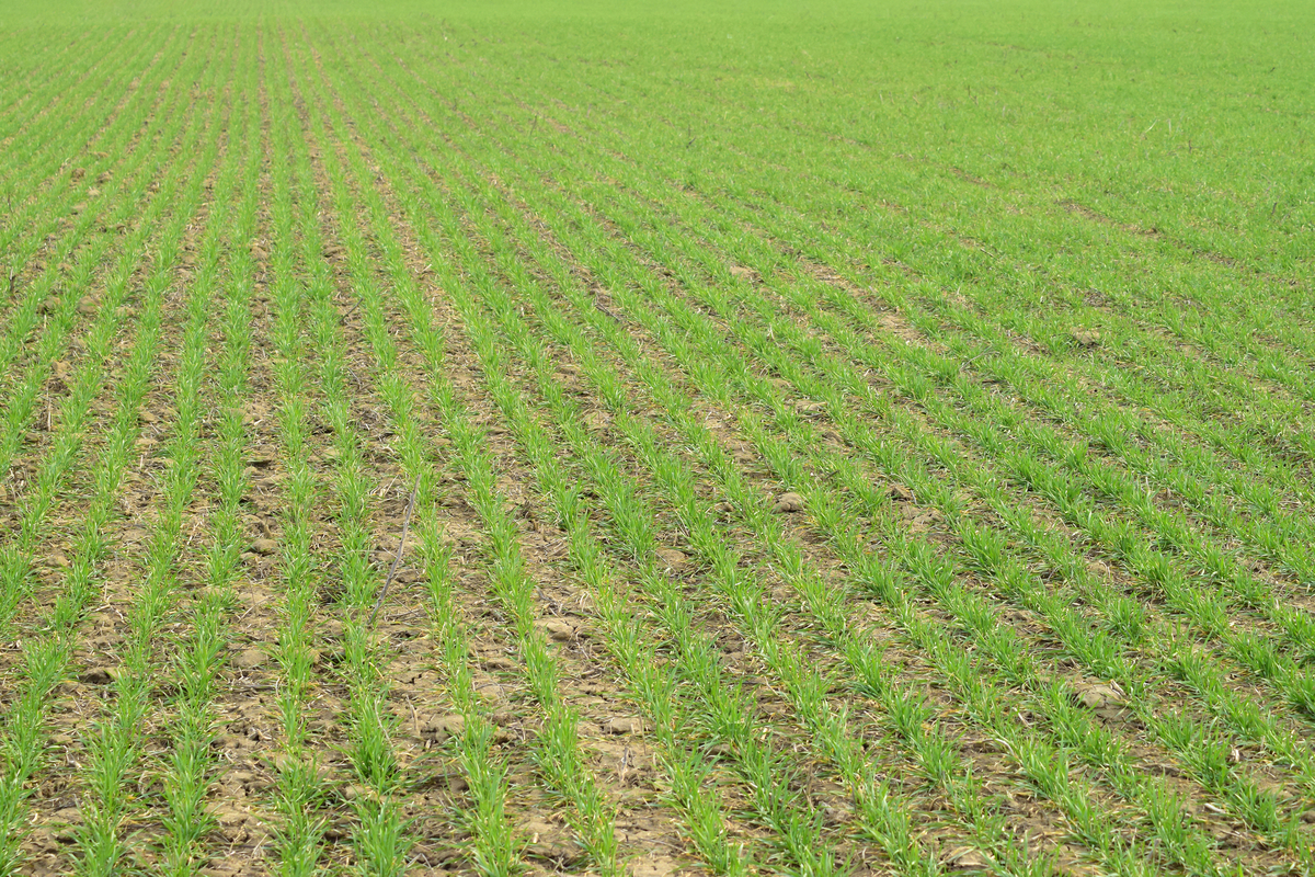 Drought conditions force Maine farmers to take drastic measures