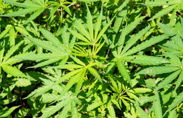 New York Woman Pleads Guilty To Illegal Marijuana Grow Operation in Somerset County