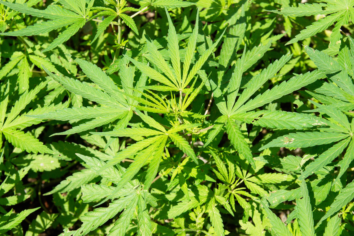Police aided illegal marijuana operation in Maine, feds say