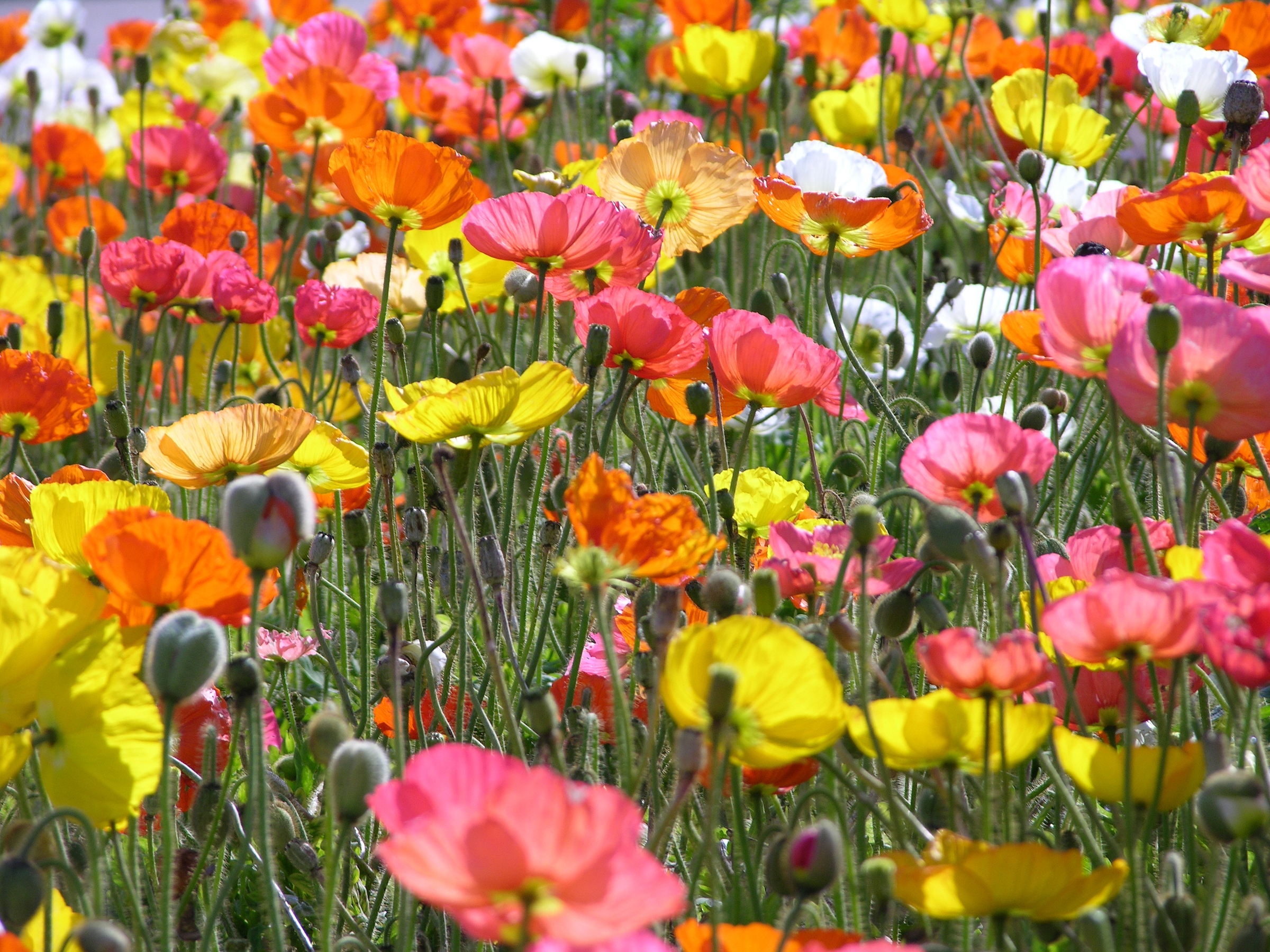 Belfast closer to goal of planting a million flowers