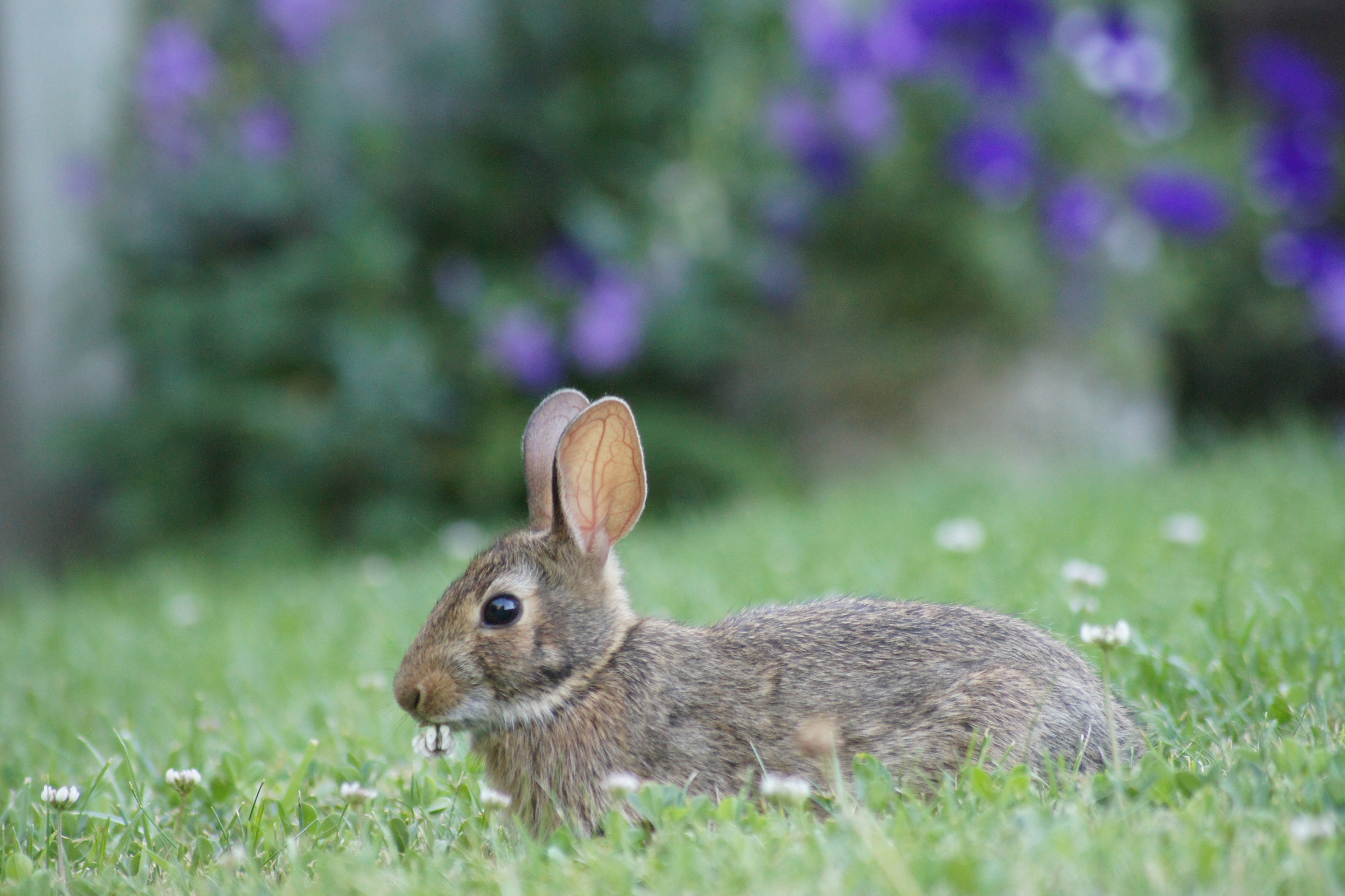 Maine senators join new push to preserve U.S. wildlife