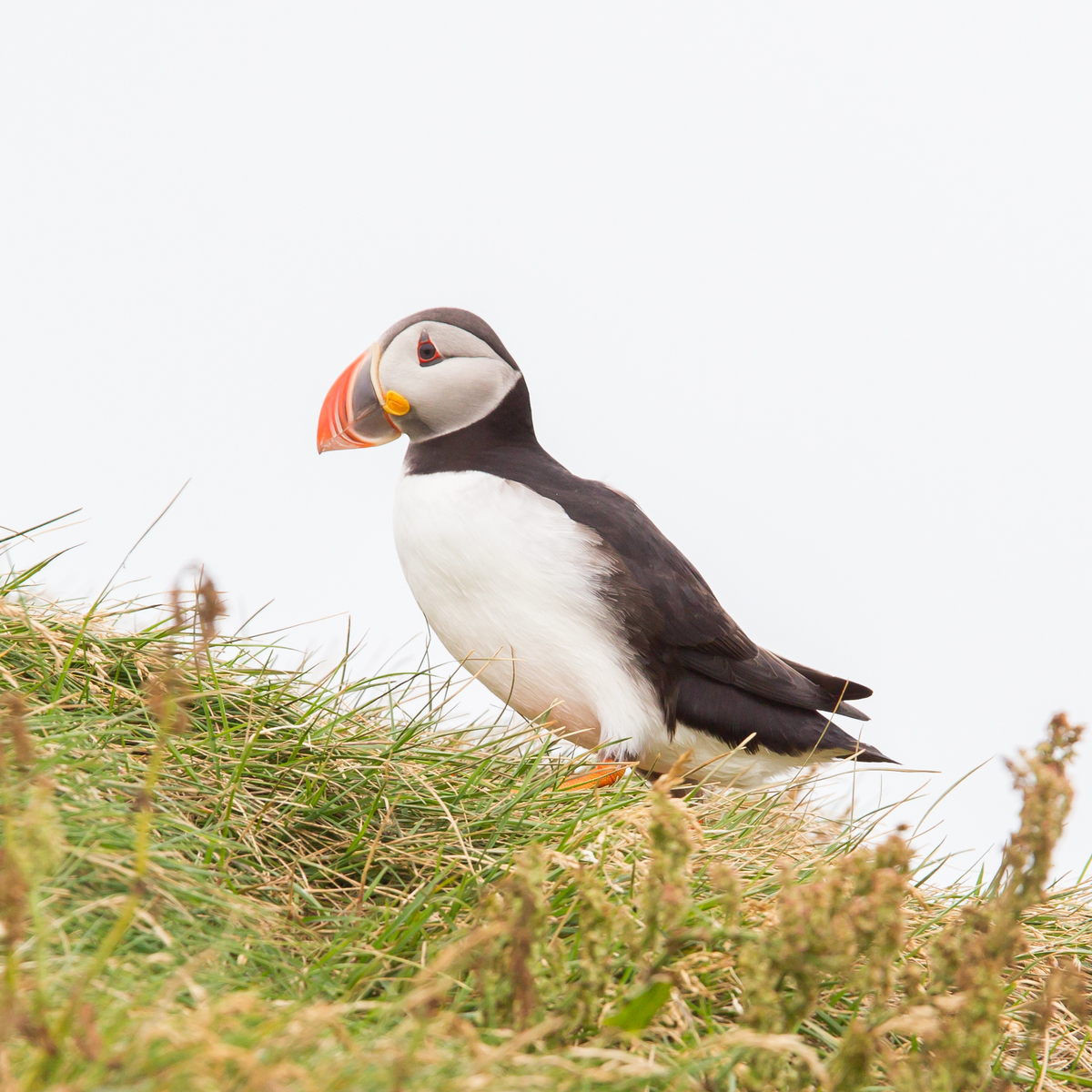 Nothing funny about bad year for Maine’s clownish puffins