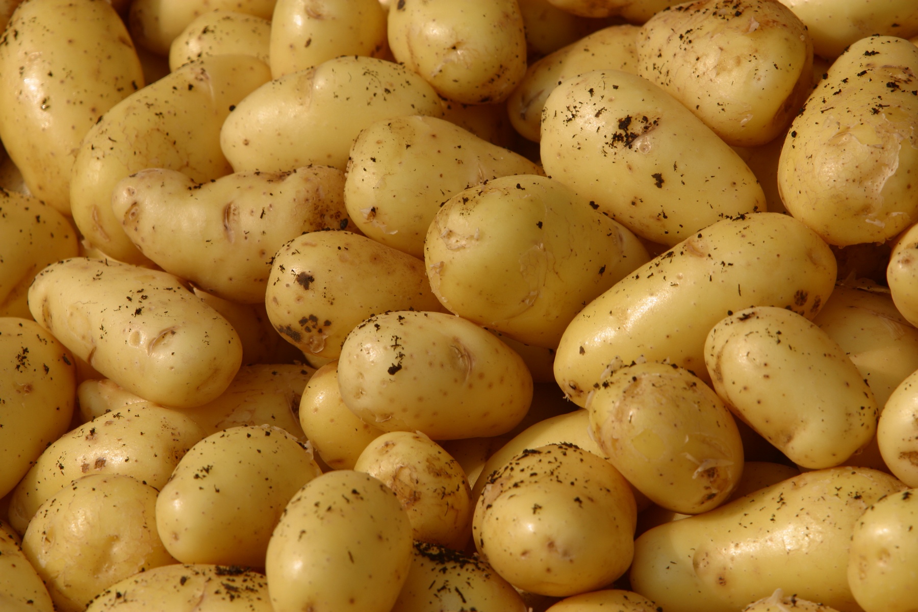 Maine potato harvesters having a good year in ’21