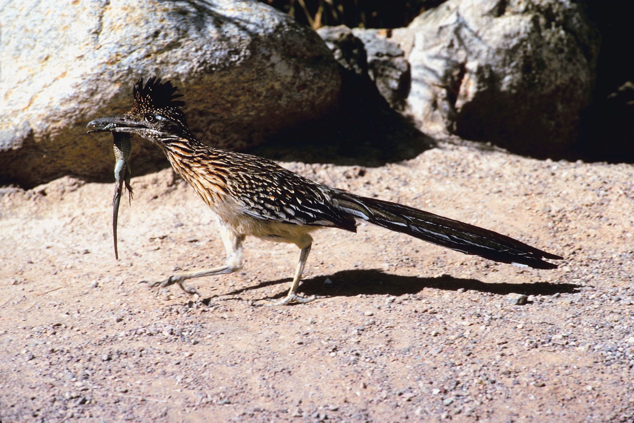 Well-traveled roadrunner is back home after visit to Maine