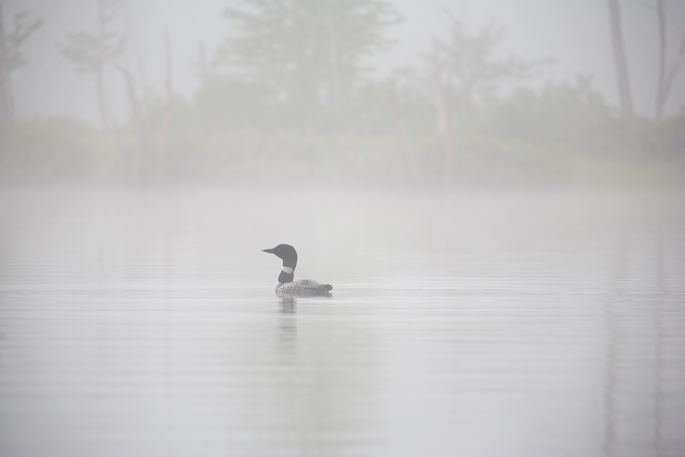 Risk of Avian Flu in Maine increasing as status is updated