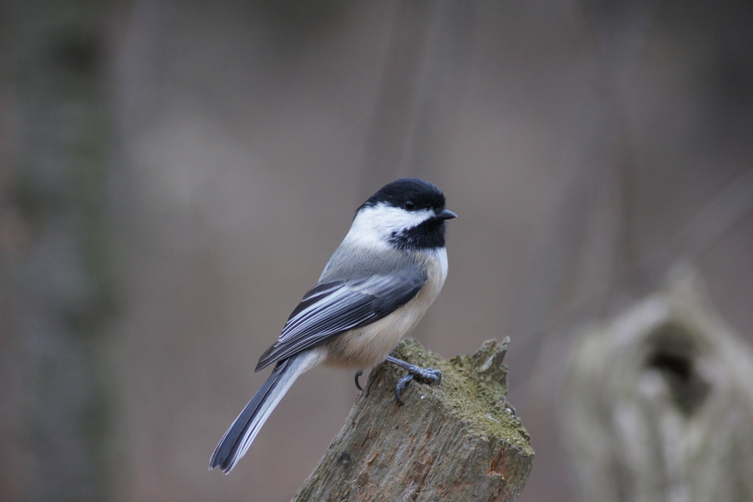 Maine conducting survey of winter birds for first time