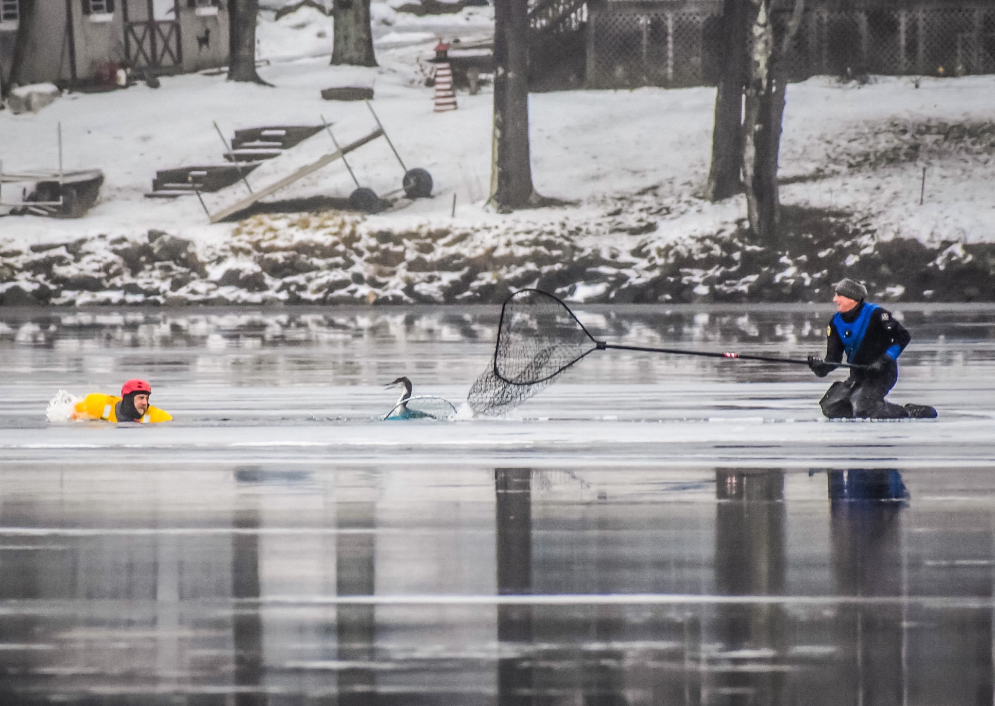 Firefighters rescue loon that was grounded on frozen pond