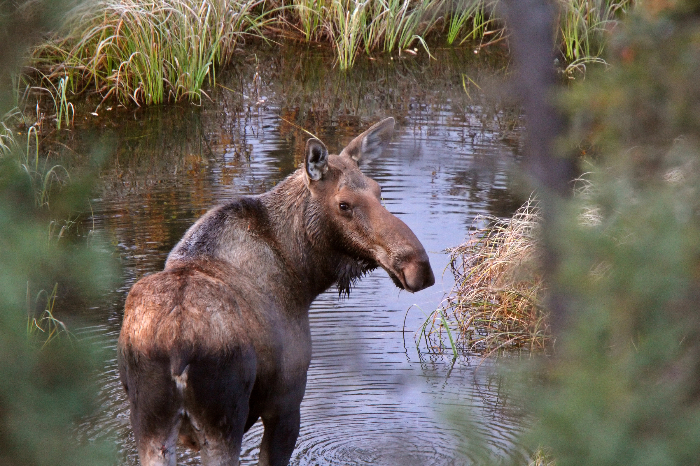 Moose killed after attacking Maine teen’s dog sled team
