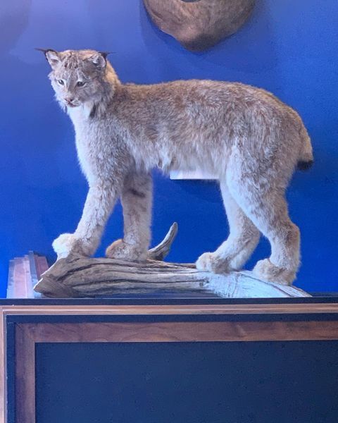 Portland bar looking for man who stole a vintage taxidermy piece Portland bar looking for man who stole a vintage taxidermy piece