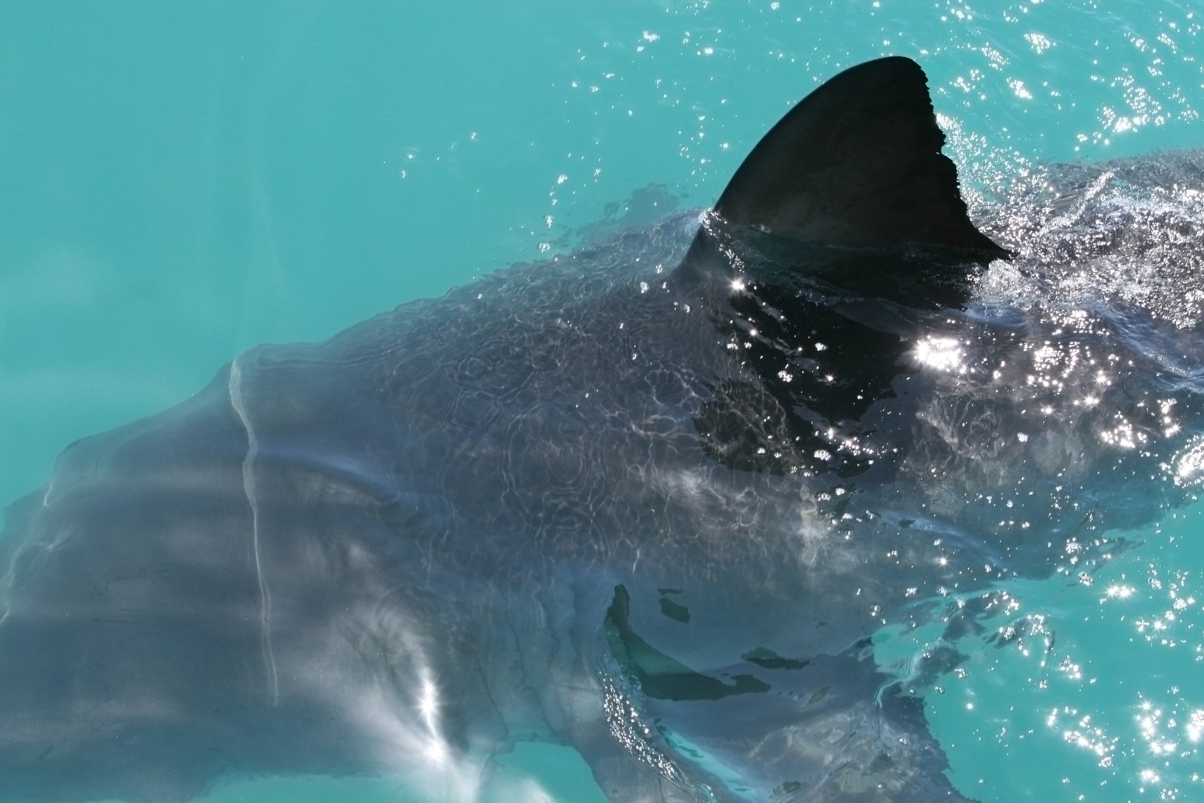 First shark sighting this season reported off Harpswell coast