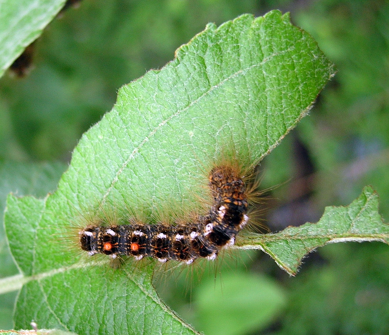 Health officials issue warning about browntail moth caterpillars in Maine