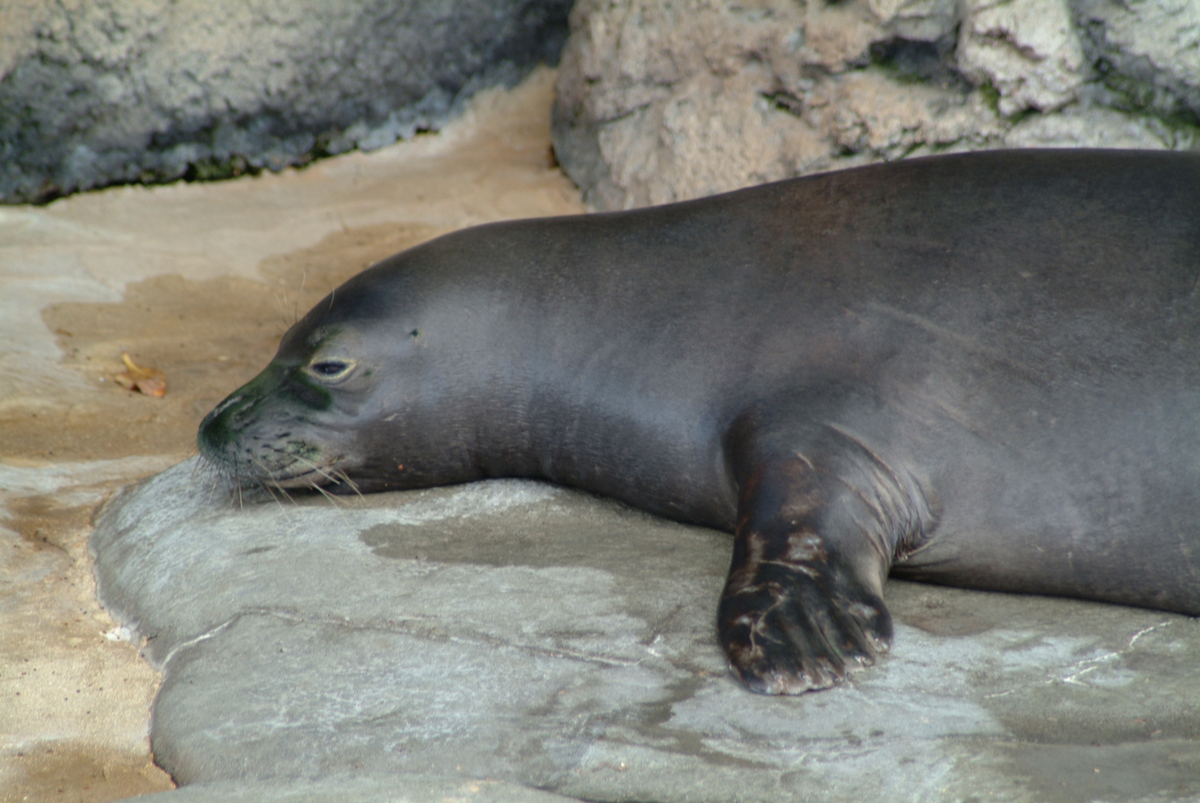 ‘Unusual’: Feds investigate seal deaths linked to avian flu