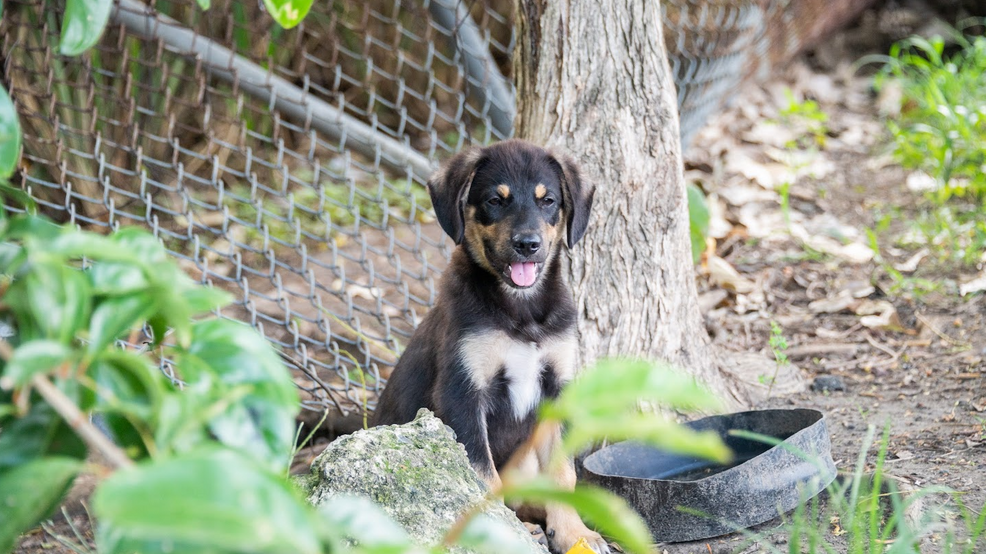 24 dogs, 37 cats rescued from Puerto Rico now in Maine