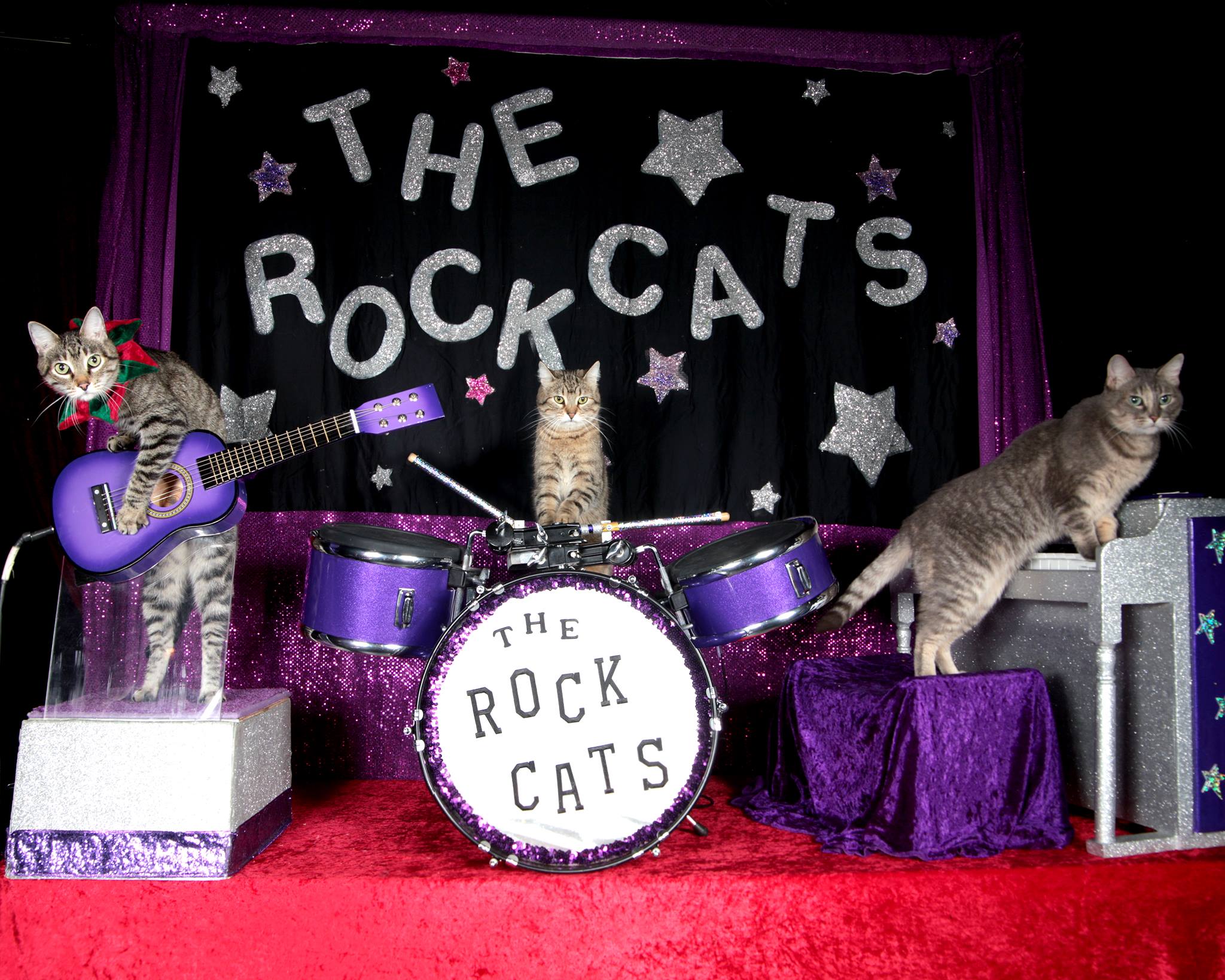 The Amazing Acro-cats are performing this month in Portland
