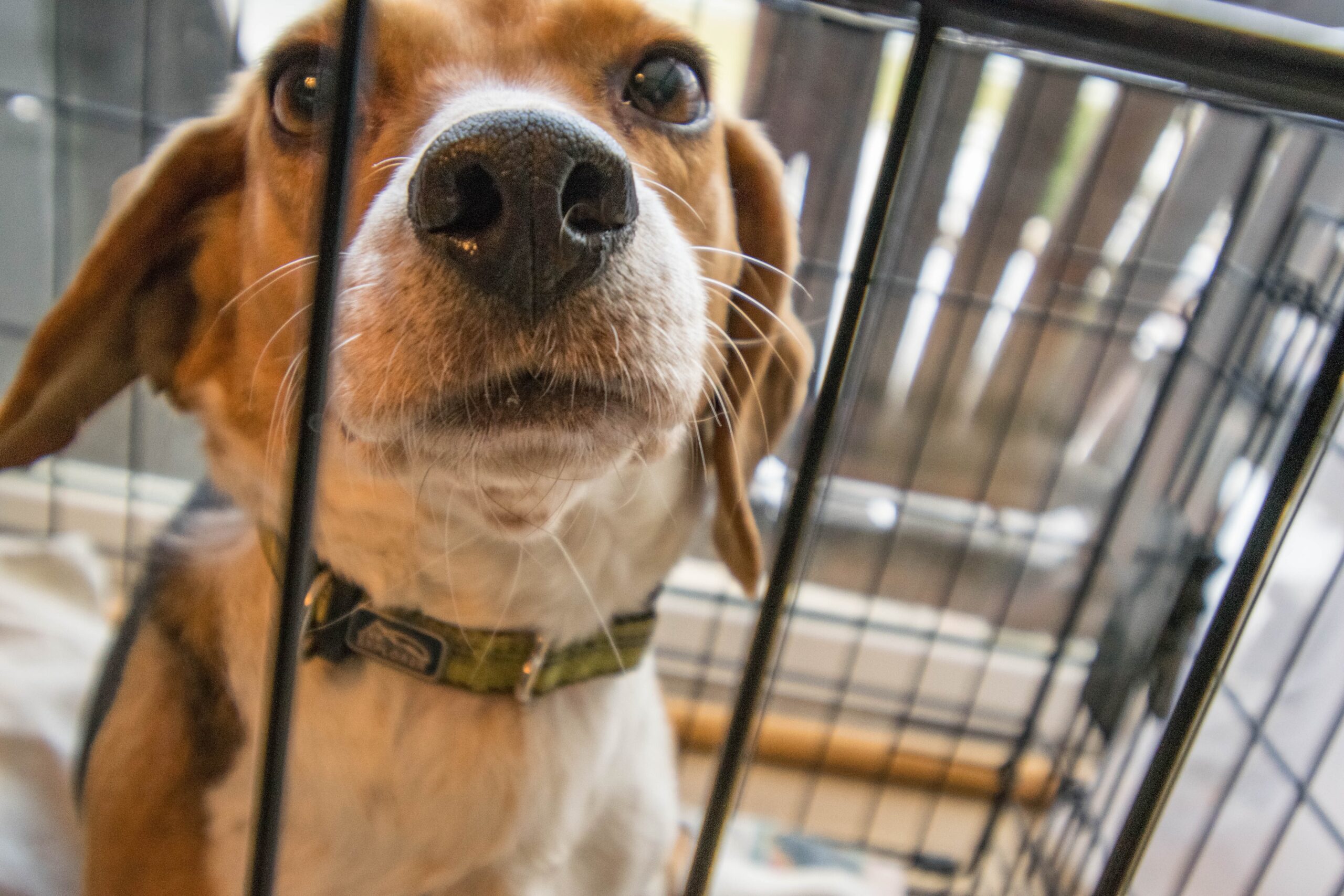 Dozens of abused and neglected beagles arrive in Maine to find new homes