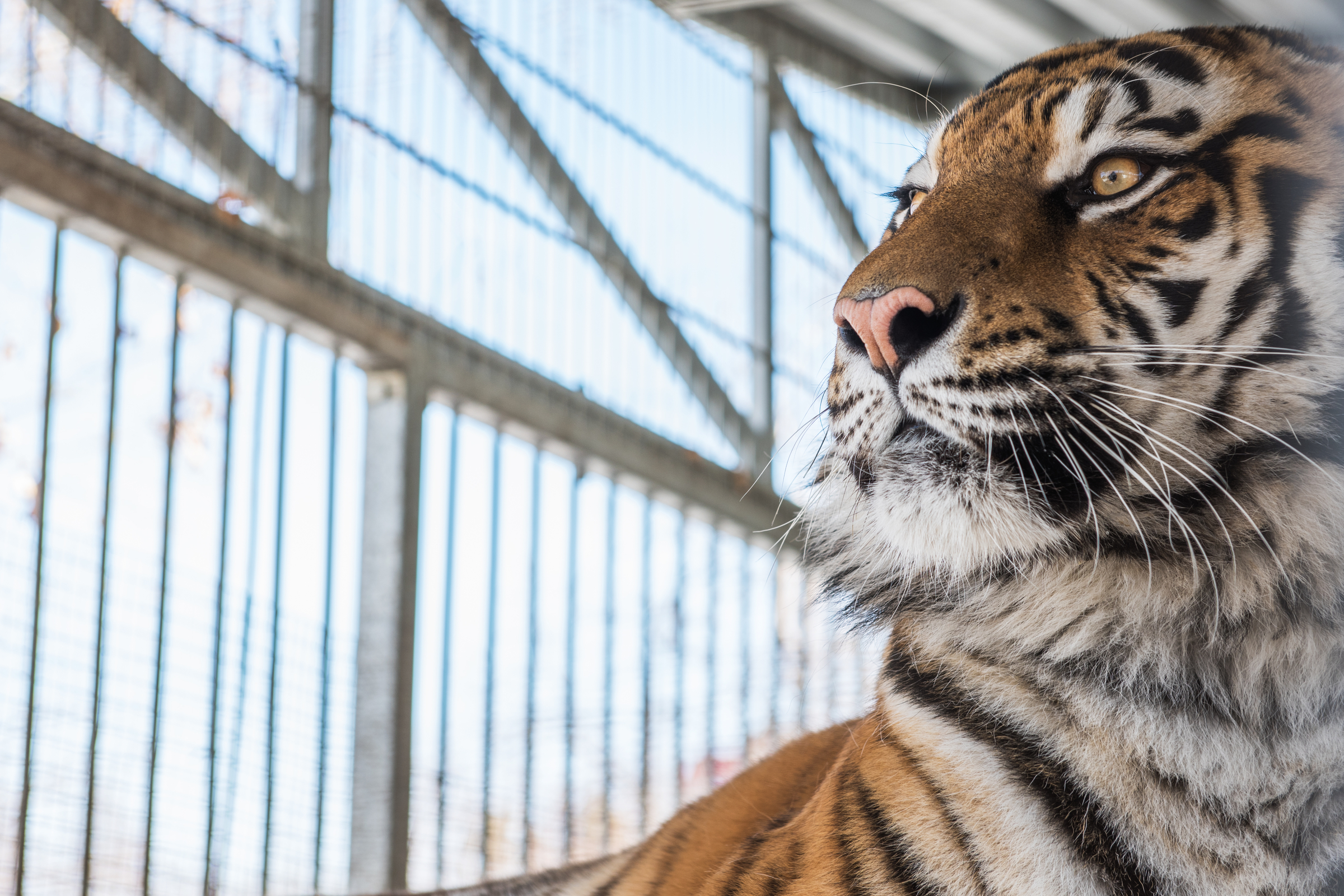Senate passes Collins-drafted bill to prohibit private ownership of big cats