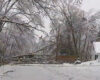 Fallen trees following Monday's storm