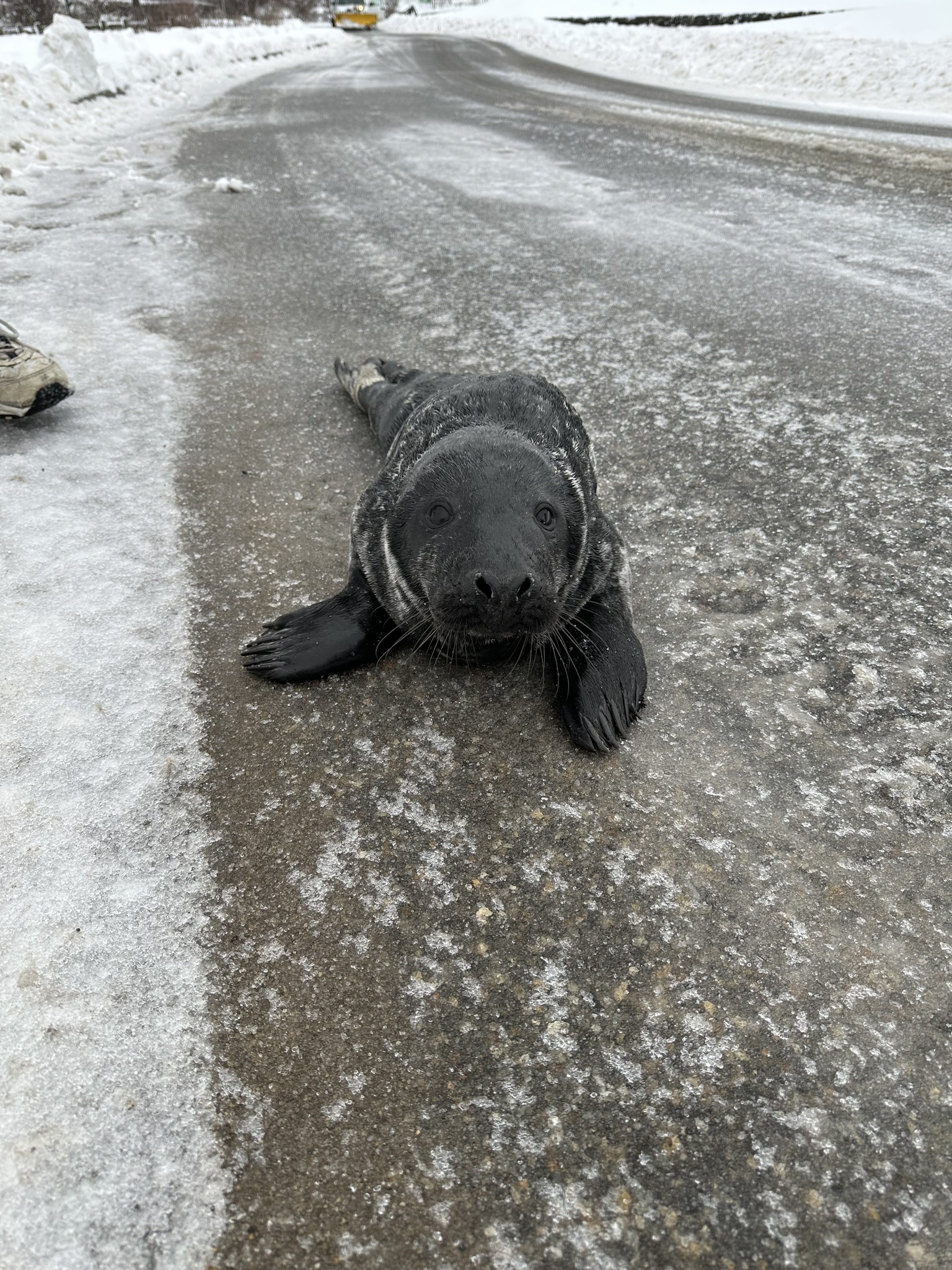 Cape Elizabeth police, citizens make multiple attempts to return adventurous seal to the ocean
