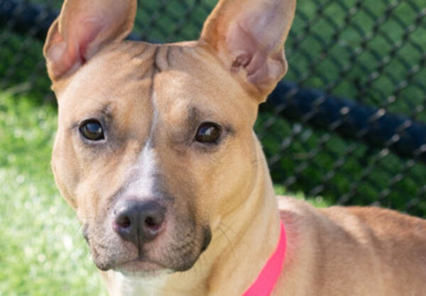 Maine shelter takes in two dogs rescued from suspected dog fighting ring